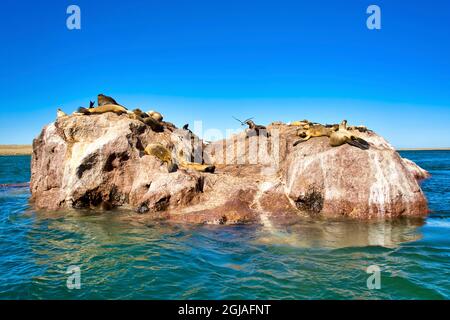 Argentina, Santa Cruz. Puerto Deseado, sea lions sunbathing on a rock. Stock Photo