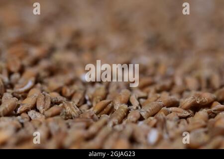 Grains of various cereals in close-up and magnification. Stock Photo