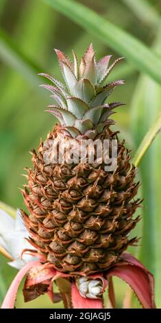 Belize, Toledo. Pineapple (Ananas comosus). Stock Photo