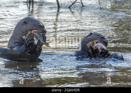 Brazil, Pantanal. Giant river otters eating fish. Credit as: Cathy & Gordon Illg / Jaynes Gallery / DanitaDelimont.com Stock Photo