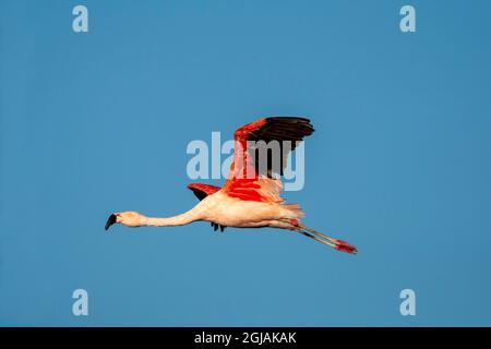 Chile, Atacama Desert, Salar de Atacama, Los Flamencos National Reserve, Chilean flamingo, Phoenicopterus chilensis. A Chilean flamingo flies showing Stock Photo