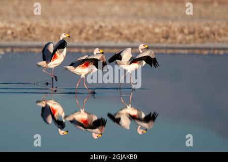 Chile, Salar de Atacama, Los Flamencos National Reserve, James flamingo. Three James flamingos walk in the shallow water with their bright red area ar Stock Photo