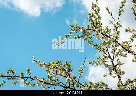 Blooming cherry flowers on branches in spring on a sunny day. Stock Photo