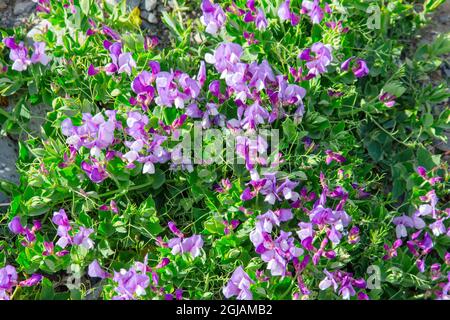 These sweet pea flowers were found while hiking in Parc Nacional Torres del Paine in Patagonian Chile Stock Photo