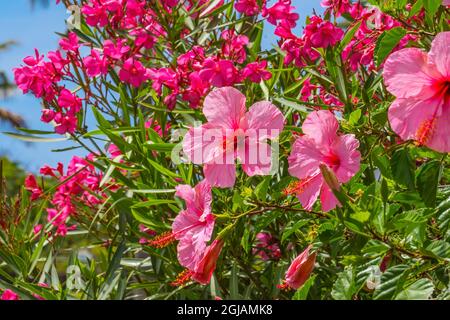 Seminole pink tropical hibiscus flowers green leaves, Easter Island, Chile. Tropical hibiscus has many varieties. Stock Photo