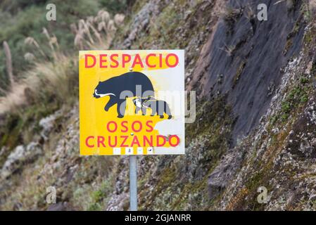 Ecuador, Inter Andean Valley Spectacled Bear also called Andean Bear Stock Photo