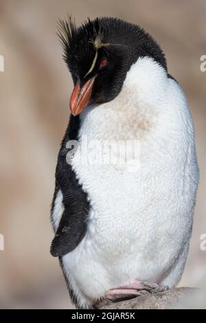 Falkland Islands, New Island. Adult rockhopper penguin (Wild: Rockhopper, Eudyptes chrysocome) Stock Photo