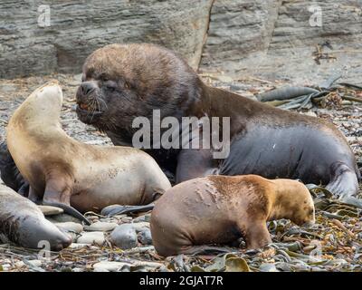 Dominant South American sea lion bull and harem, Falkland Islands. Stock Photo