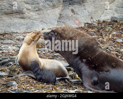 Dominant South American sea lion bull and harem. South America, Falkland Islands. Stock Photo