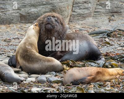 Dominant South American sea lion bull and harem. South America, Falkland Islands. Stock Photo