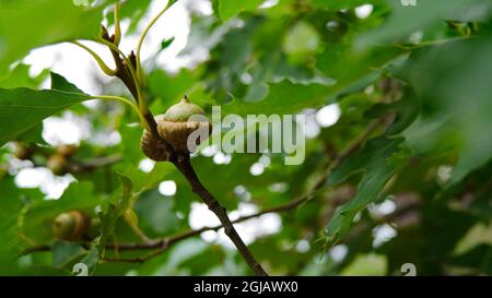 Barron Canyon Trail, Algonquin Provincial Park, Ontario, Canada - Close-up of acorns growing on an oak tree in the forest. Stock Photo