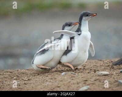 Chick chasing parent, parent running away to increase the endurance of the chicks. Gentoo penguin on the Falkland Islands. Stock Photo