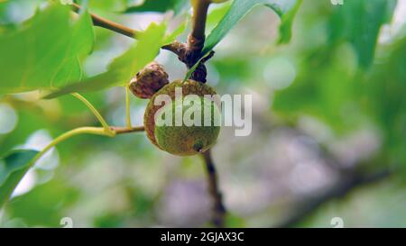 Barron Canyon Trail, Algonquin Provincial Park, Ontario, Canada - Close-up of acorns growing on an oak tree in the forest. Stock Photo