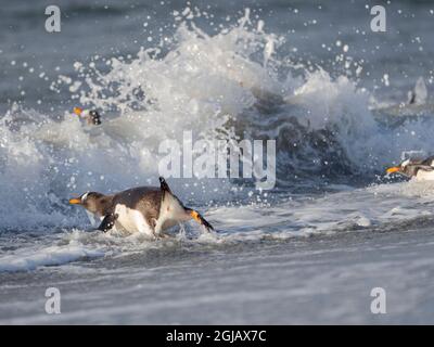Going to the sea on a beach. Gentoo penguin in the Falkland Islands in January. Stock Photo