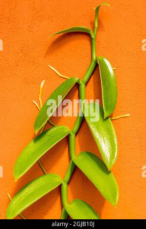 Vine growing on wall at the Puerto Vallarta Botanical Garden, Puerto Vallarta, Jalisco, Mexico. Stock Photo