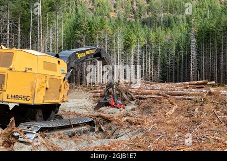 Logging and cutting of trees On Vancouver Island British Columbia Canada
