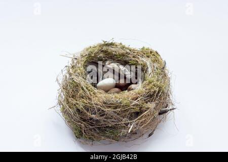 real bird's nest and fake eggs. Selective Focus Nest. White Background isolated. Stock Photo