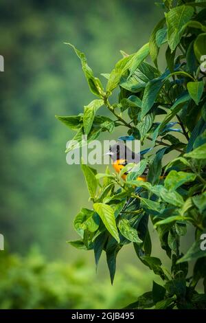Costa Rica, oriole in tree Stock Photo