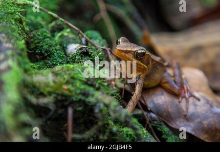 Brown frog found in Cerro Chato Volcano, Costa Rica. Stock Photo
