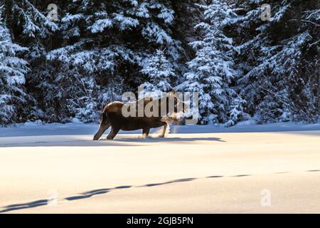 USA, Alaska. Moose walking in snow. Stock Photo
