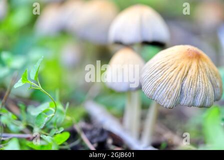 Coprinellus micaceus, Coprinus micaceus, commonly known as Glistening Inkcap, wild mushrooms Stock Photo