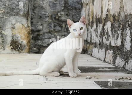 Cat in the monastery garden in Ston (Dalmatia, Croatia) Stock Photo