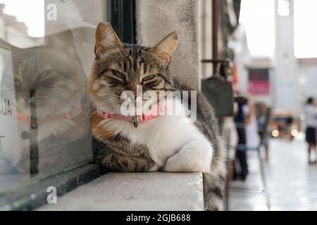 Tabby cat lying on windowsill next to Dubrovnik's Stradun (Dalmatia, Croatia) Stock Photo
