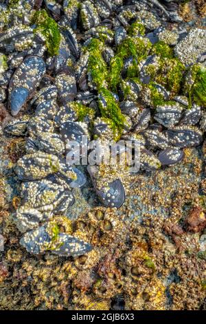 Seaweed at low tide, Juneau, Alaska Stock Photo - Alamy