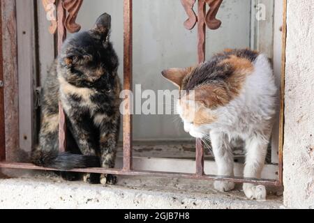 Two cats sitting on windowsill in Dubrovnik (Dalmatia, Croatia) Stock Photo