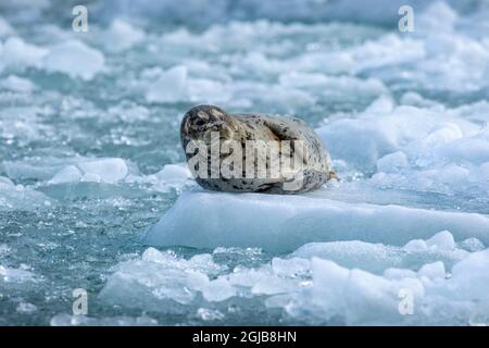 USA, Alaska, South Sawyer - Fords Terror Wilderness, Harbor Seal resting on icebergs calved from South Sawyer Glacier in Tracy Arm Stock Photo
