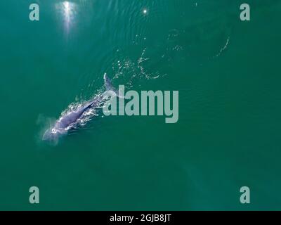 USA, Alaska, Aerial view of Humpback Whale (Megaptera novaeangliae) swimming at surface of Frederick Sound on summer afternoon Stock Photo