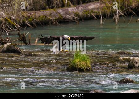 USA, Alaska. Bald Eagle feeding on the Chilkoot River near Haines, Alaska. Stock Photo