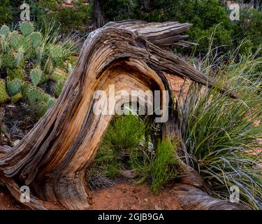 USA, Arizona, Sedona. Gnarled dead tree. Credit as: Jay O'Brien / Jaynes Gallery / DanitaDelimont.com Stock Photo