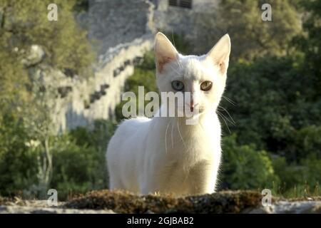 Cat below city walls in the monastery garden in Ston (Croatia) Stock Photo