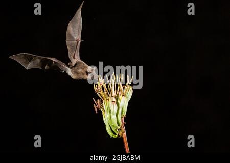 USA, Arizona, Santa Cruz County. Bat feeds on yucca nectar. Credit as: Cathy & Gordon Illg / Jaynes Gallery / DanitaDelimont.com Stock Photo