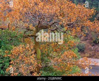 USA, California, Garberville. Moss on oak tree in fall color. Stock Photo