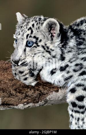 USA, California, Wildlife Waystation. Portrait of endangered snow leopard cub at rescue facility. Stock Photo