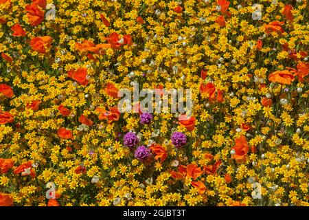 Gold fields, Owl's Clover and California poppies near Lancaster and Antelope Valley California Poppy Reserve Stock Photo