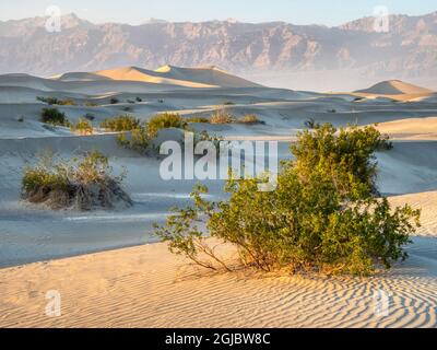 USA, California. Death Valley National Park, Mesquite Flats Sand Dunes. Stock Photo