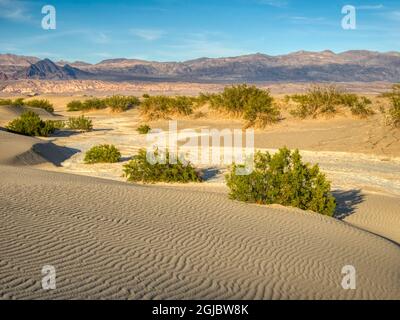 USA, California. Death Valley National Park, Mesquite Flat Sand Dunes with creosote bushes. Stock Photo