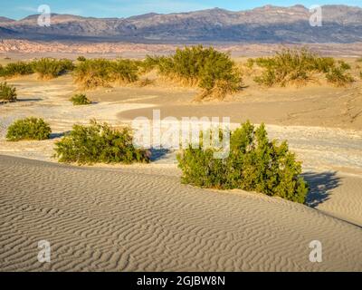 USA, California. Death Valley National Park, Mesquite Flat Sand Dunes with creosote bushes. Stock Photo