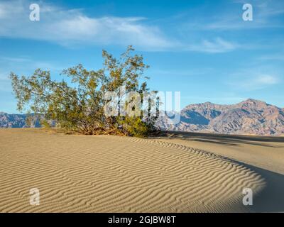 USA, California. Death Valley National Park, Mesquite Flat Sand Dunes with creosote bush. Stock Photo