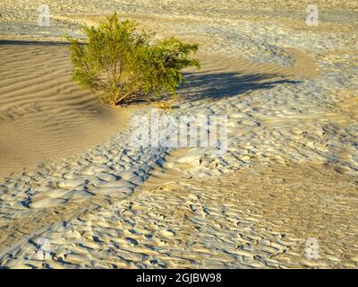 USA, California. Death Valley National Park, Mesquite Flat Sand Dunes with creosote bush. Stock Photo