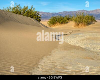 USA, California. Death Valley National Park, Mesquite Flat Sand Dunes with creosote bushes. Stock Photo