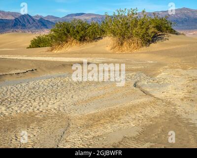 USA, California. Death Valley National Park, Mesquite Flat Sand Dunes with creosote bushes. Stock Photo