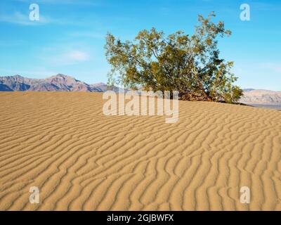 USA, California. Death Valley National Park, Mesquite Flat Sand Dunes with creosote bush. Stock Photo