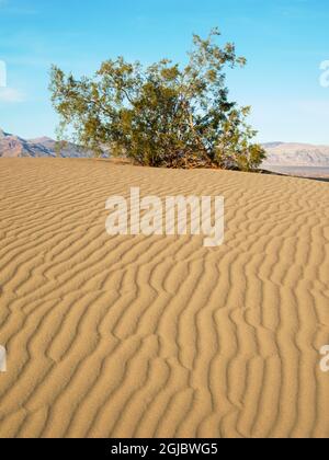 USA, California. Death Valley National Park, Mesquite Flat Sand Dunes with creosote bush. Stock Photo