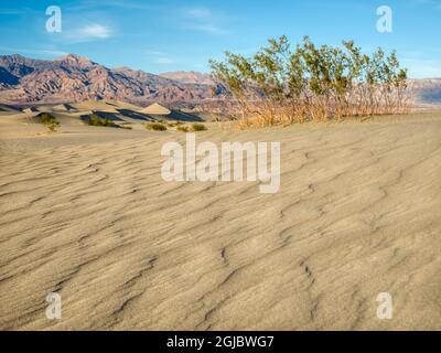 USA, California. Death Valley National Park, Mesquite Flat Sand Dunes with creosote bush. Stock Photo