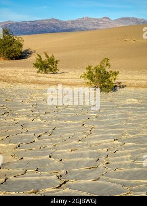 USA, California. Death Valley National Park, Mesquite Flat Sand Dunes with creosote bushes. Stock Photo