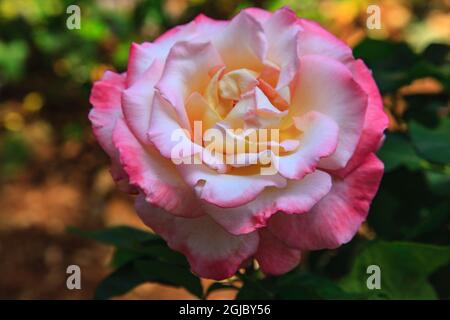 The Elina rose is a hybrid tea rose. Stock Photo